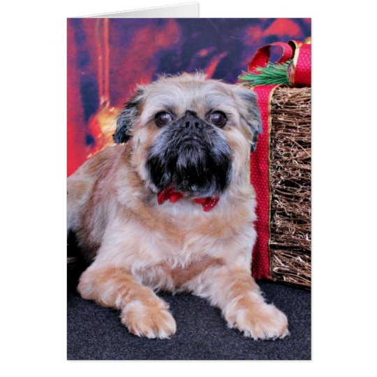 Christmas - Brussels Griffon - Oliver Card