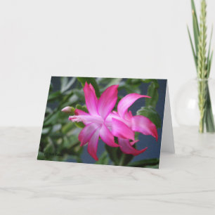 Christmas Cactus #01 Holiday Card