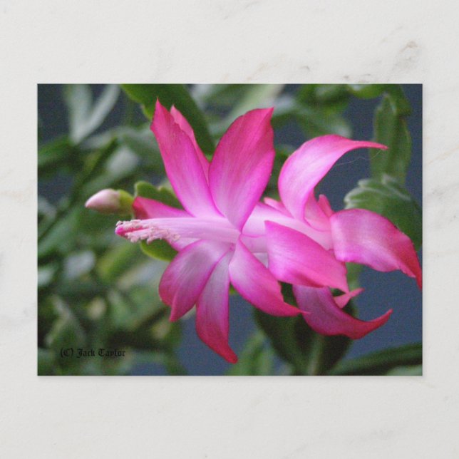 Christmas Cactus #01 Holiday Postcard (Front)