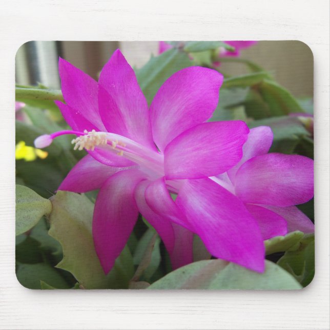 Christmas cactus bloom mouse pad (Front)