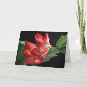 Christmas Cactus Blossom Holiday Card