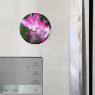 Christmas Cactus Flowers Magnet