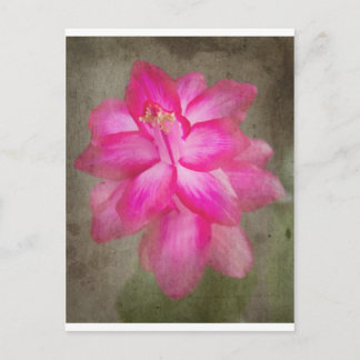 Christmas Cactus Holiday Postcard