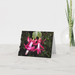 Christmas cactus notecard