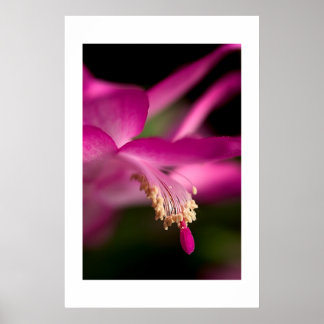 Christmas Cactus Poster