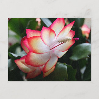 Christmas Cactus 'Samba Brazil' Holiday Postcard