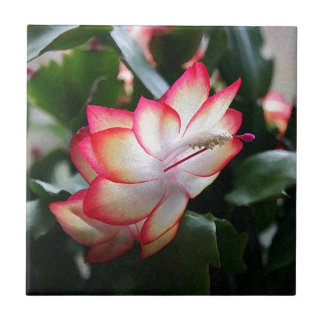 Christmas Cactus 'Samba Brazil' Tile