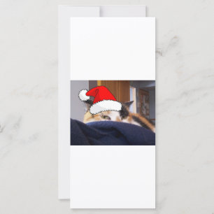 Christmas Calico Cat