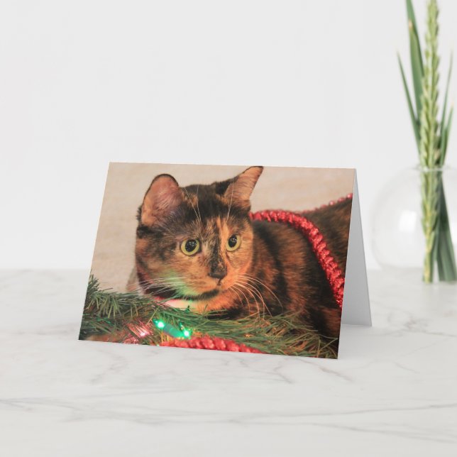 Christmas Calico, Cat likes lights! blank notes (Front)