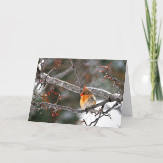 Christmas Card - Cardinal with Snowflakes