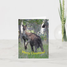Christmas Card - Kangaroo