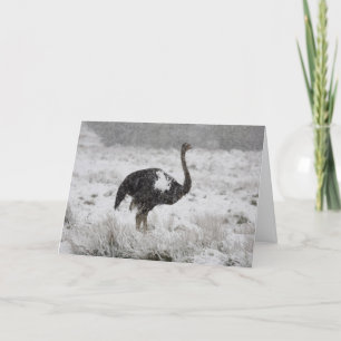 Christmas card - ostrich