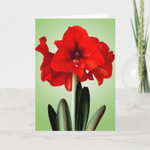 Christmas Card Red Christmas Amaryllis