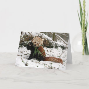 Christmas card - Red Panda 5
