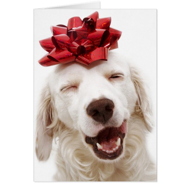 CHRISTMAS CARD WHITE RETRIEVER WITH RED BOW (Front)