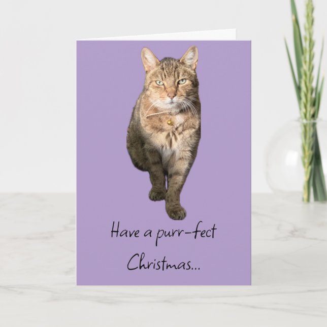 Christmas card with a charming tabby cat (Front)