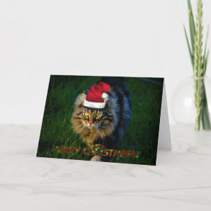 Christmas card xmas Christmas animal kitty cat
