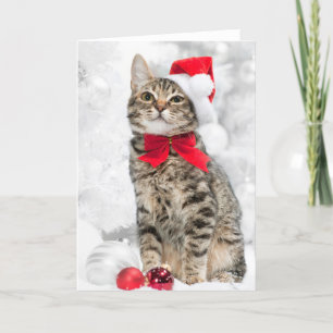 Christmas Cat At Red Santa's Hat Near Christmas Holiday Card