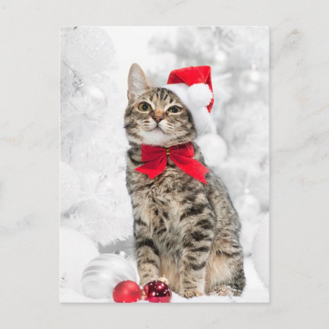 Christmas Cat At Red Santa's Hat Near Christmas Holiday Postcard (Front)