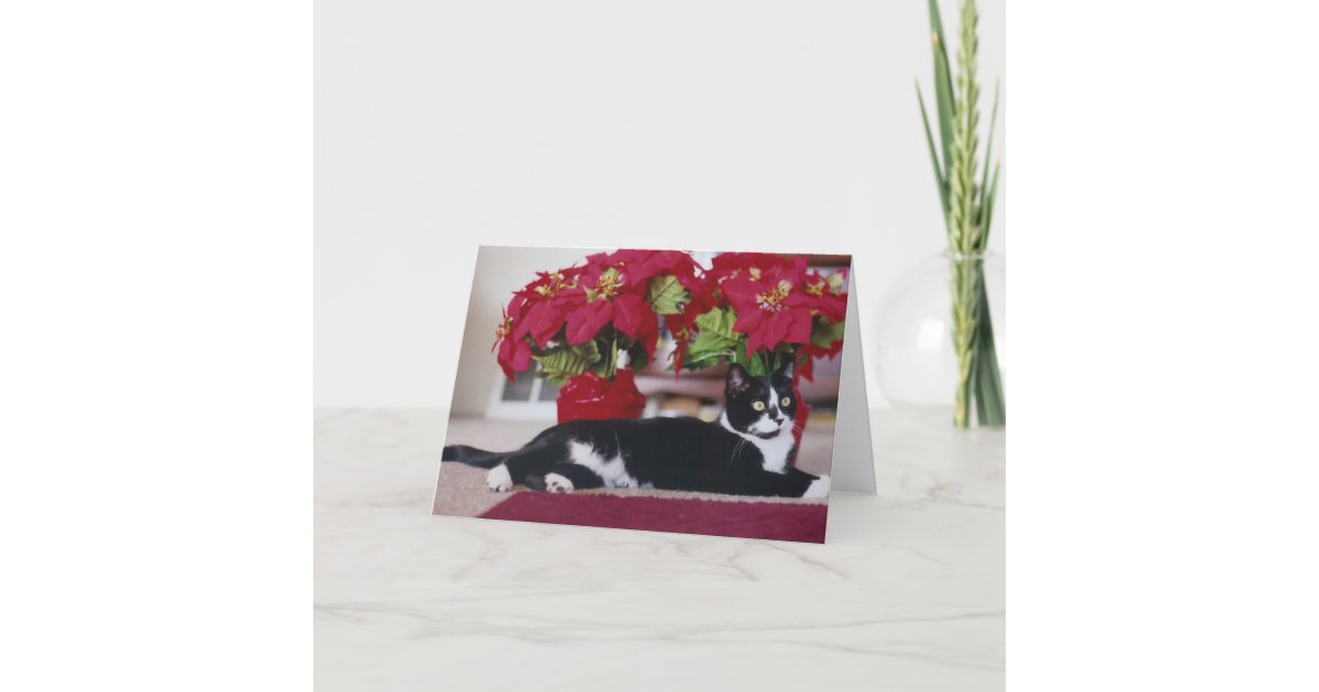 Christmas Cat Greeting Card | Zazzle.ca