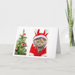 Christmas - Cat Holiday Card