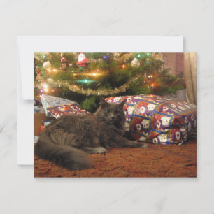 Christmas Cat Holiday Card