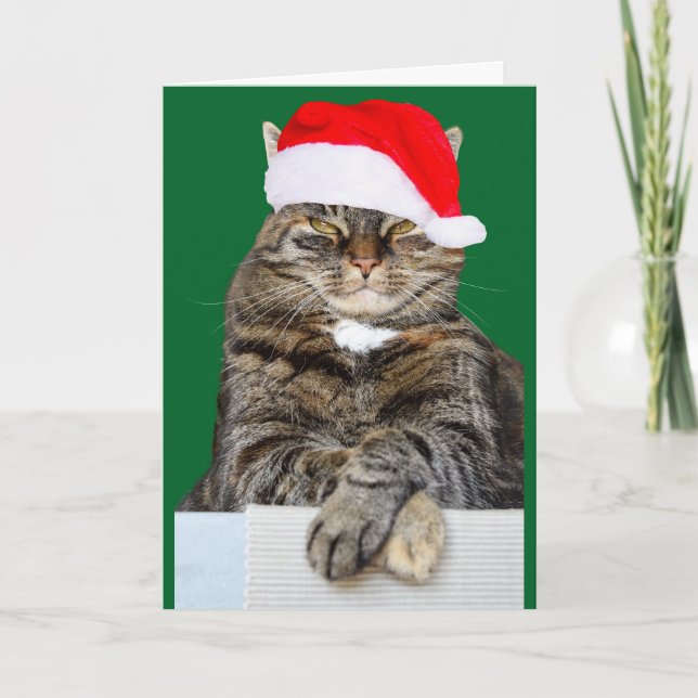 Christmas Cat Humbug Photo Greeting Card (Front)