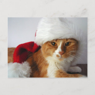 Christmas Cat in Santa Hat Postcard