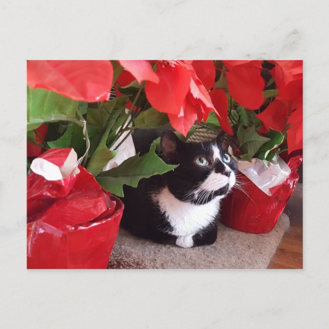 Christmas Cat postcard (Front)