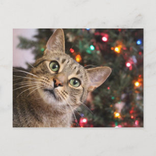 Christmas Cat Postcard