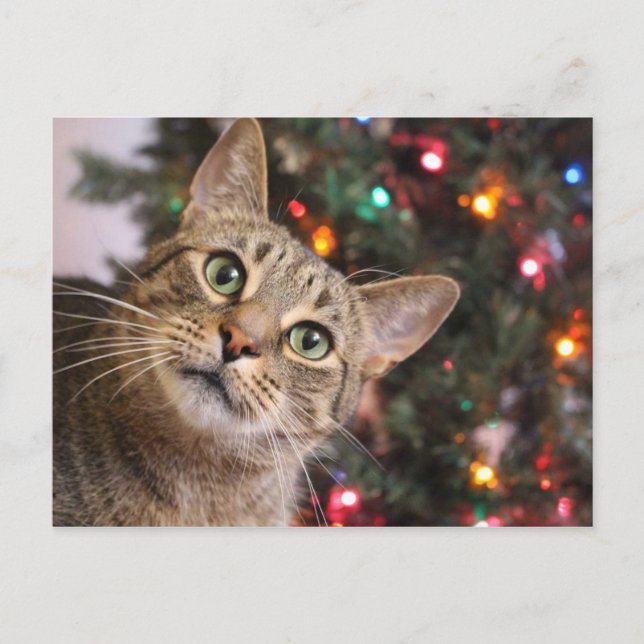 Christmas Cat Postcard (Front)