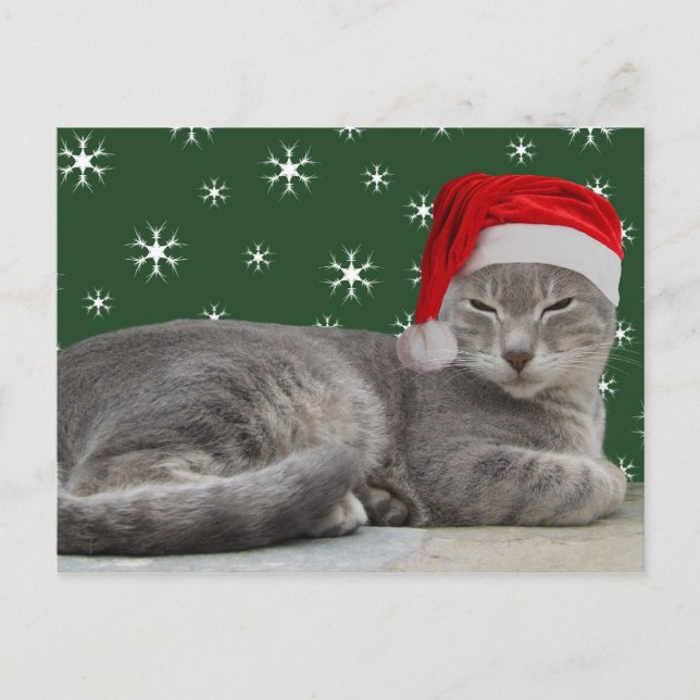 Christmas Cat Postcard (Front)