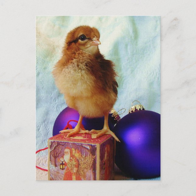 Christmas Chick 2 Holiday Postcard (Front)
