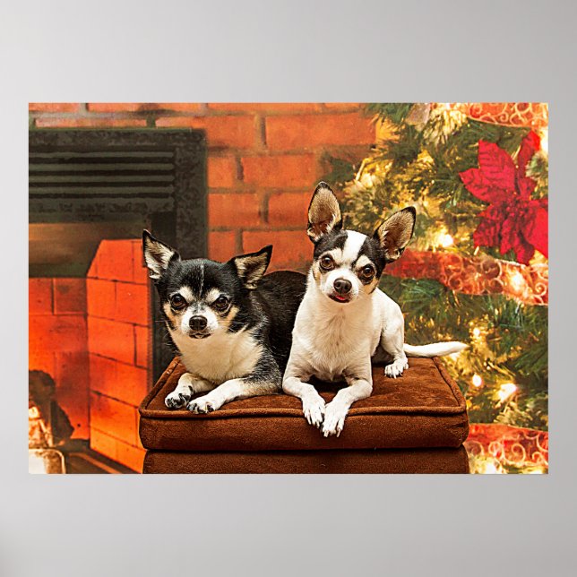 Christmas Chihuahua’s Poster (Front)