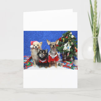 Christmas Chihuahuas Holiday Card