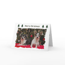 Christmas Chihuahua's