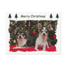 Christmas Chihuahua's