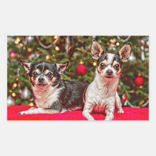 Christmas Chihuahua's Sticker