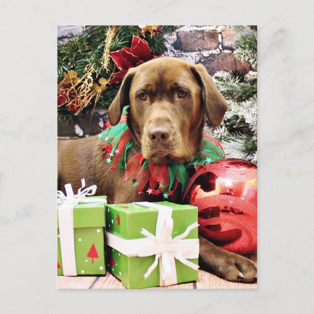 Christmas - Chocolate Labrador - Zena Holiday Postcard (Front)