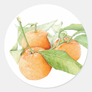 Christmas Clementines Sticker