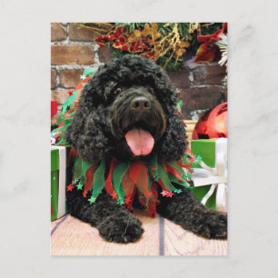 Christmas - Cockapoo - Sophie Holiday Postcard