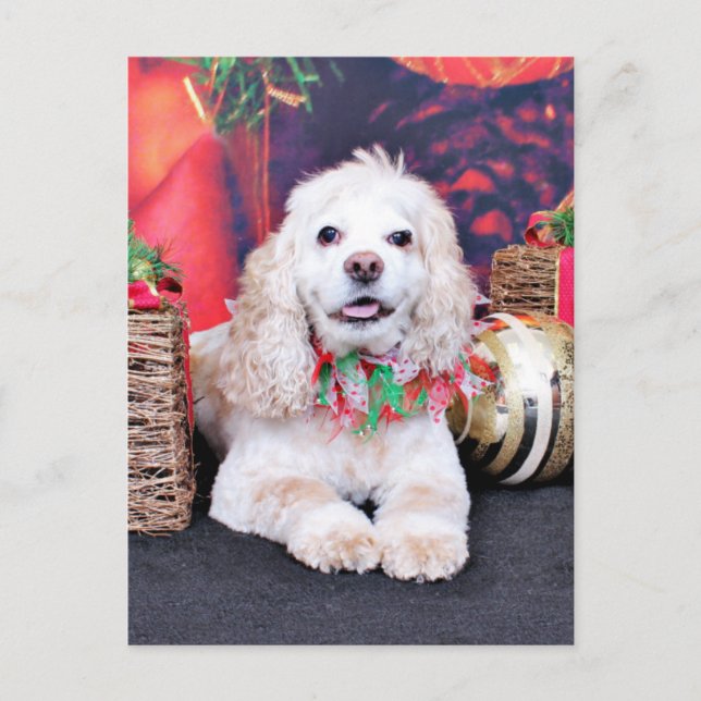 Christmas - Cocker Spaniel - Sammy Holiday Postcard (Front)