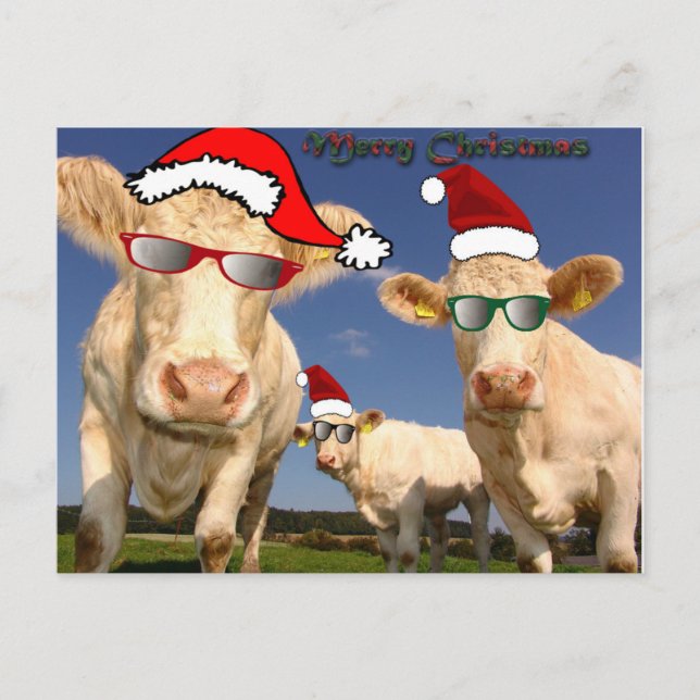 Christmas Cows Postcard (Front)