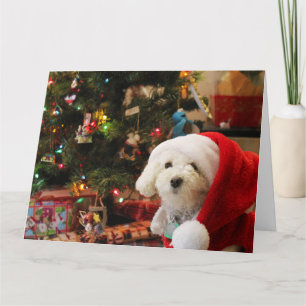 Christmas Cute Poodle Card