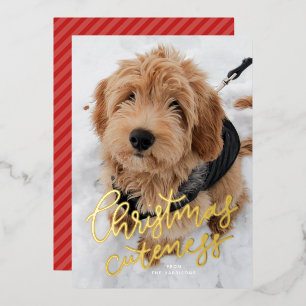 Christmas cuteness one photo cute pet foil holiday card