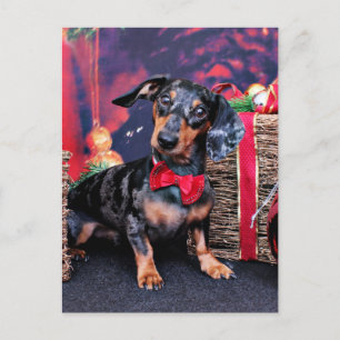 Christmas - Dachshund - Buddy Holiday Postcard