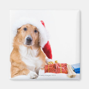 Christmas dog with antler and colourful gifts magnet