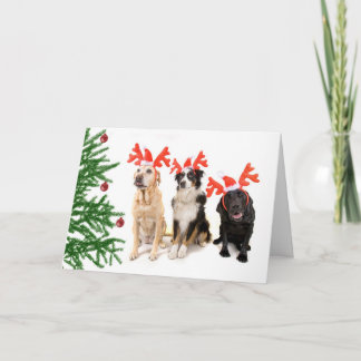 Christmas Dogs Holiday Card