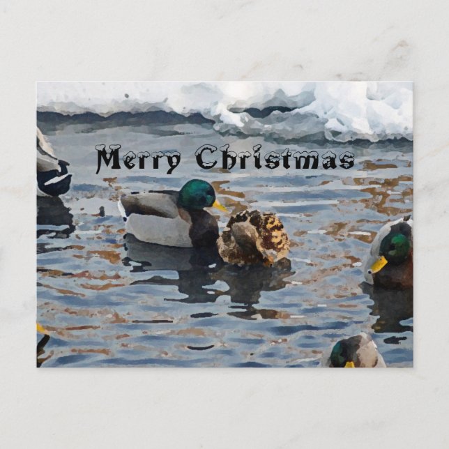 "Christmas Ducks" Holiday Postcard (Front)