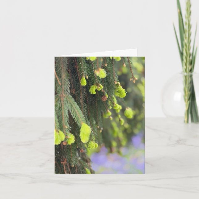 Christmas Evergreen Pine Tree Snow Winter Card (Front)